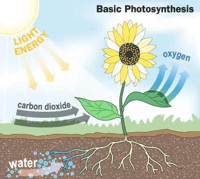 diagram of a plant form